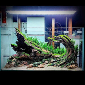 aquarium decor