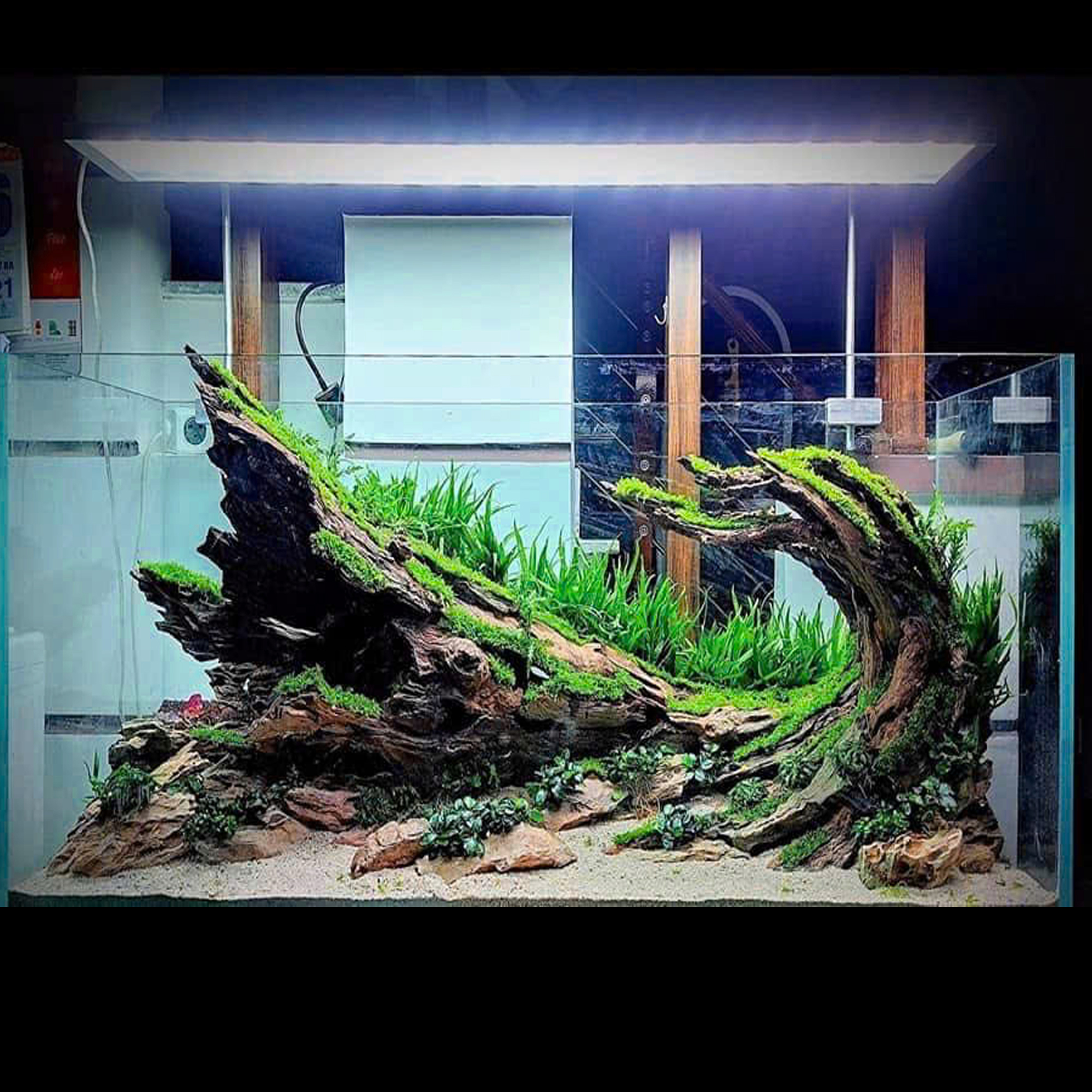 aquarium decor