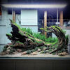 aquascaping