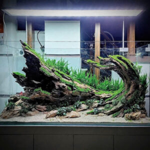 aquascaping