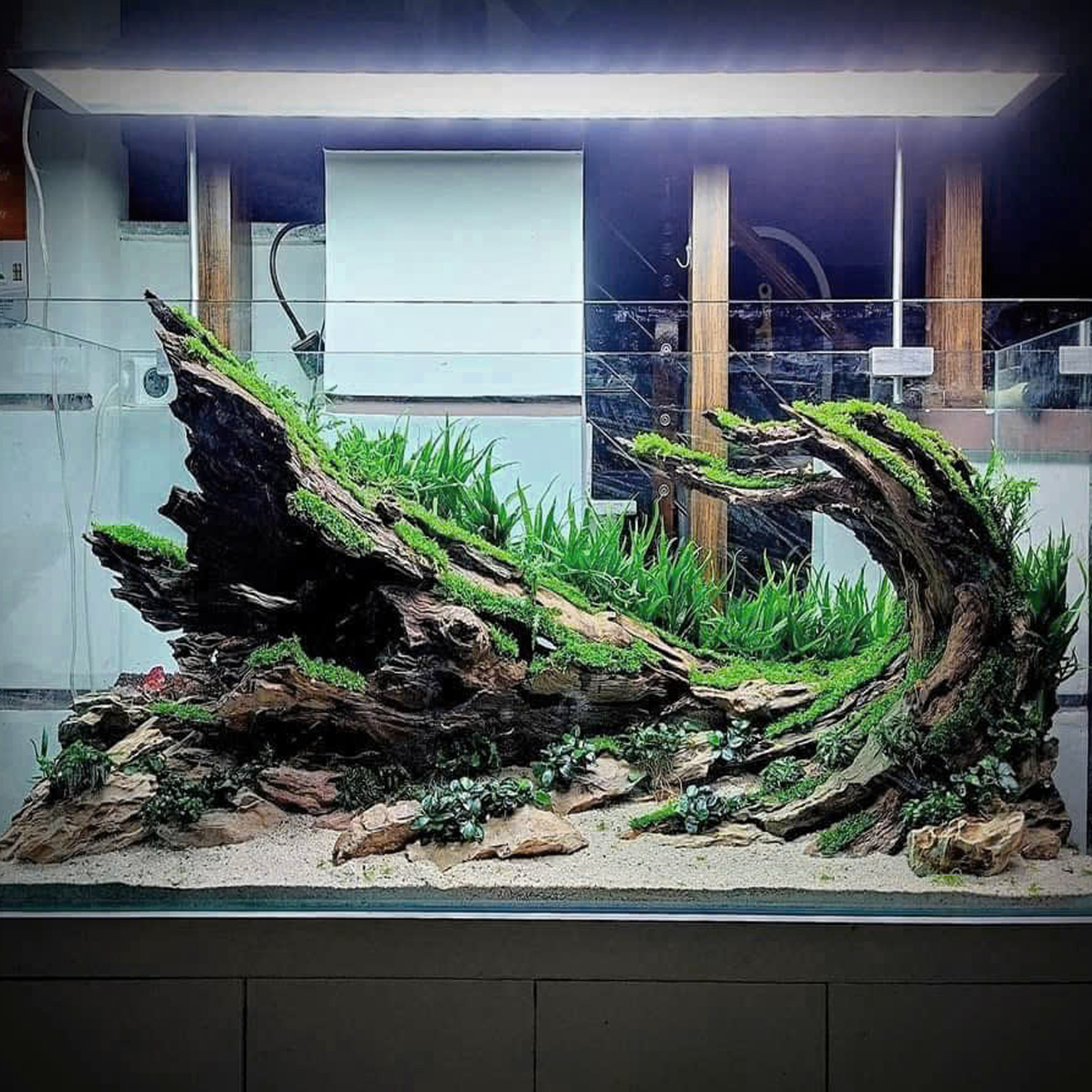 aquascaping