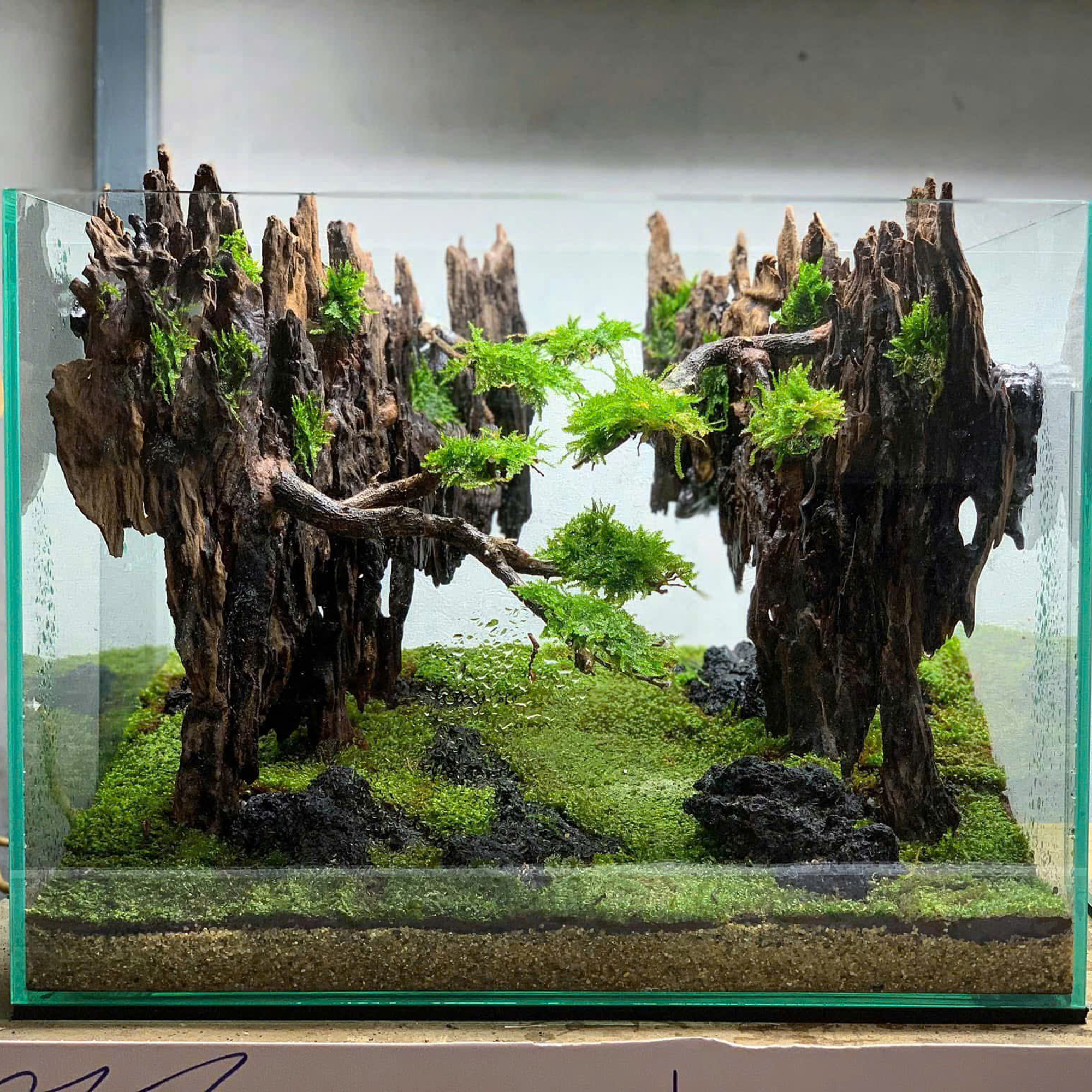 Bonsai Aquascape aquarium, Aquarium decoration - Image 3