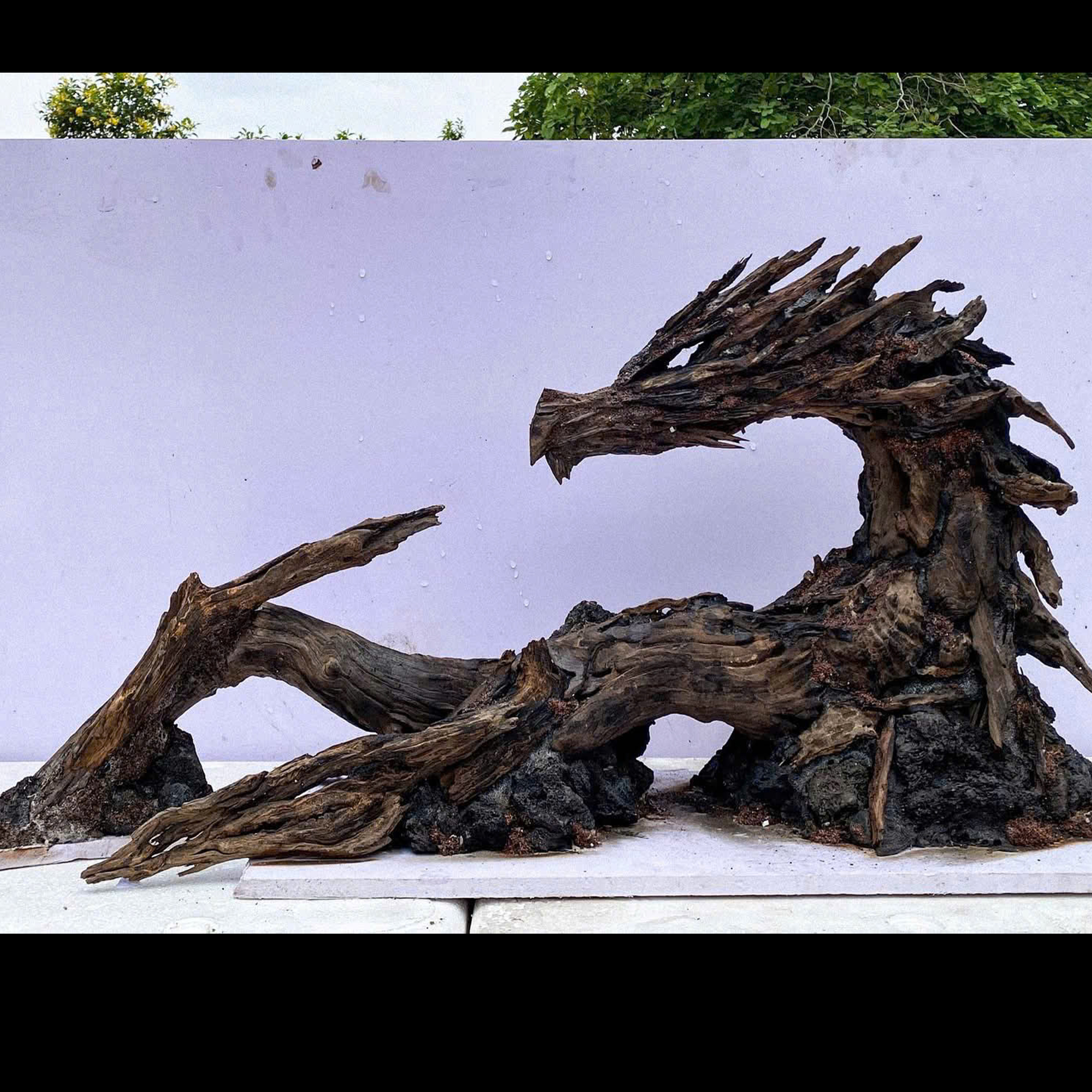 Unique Aquascape,Dragon driftwood art for fish tank,Vivarium,Aquarium decor