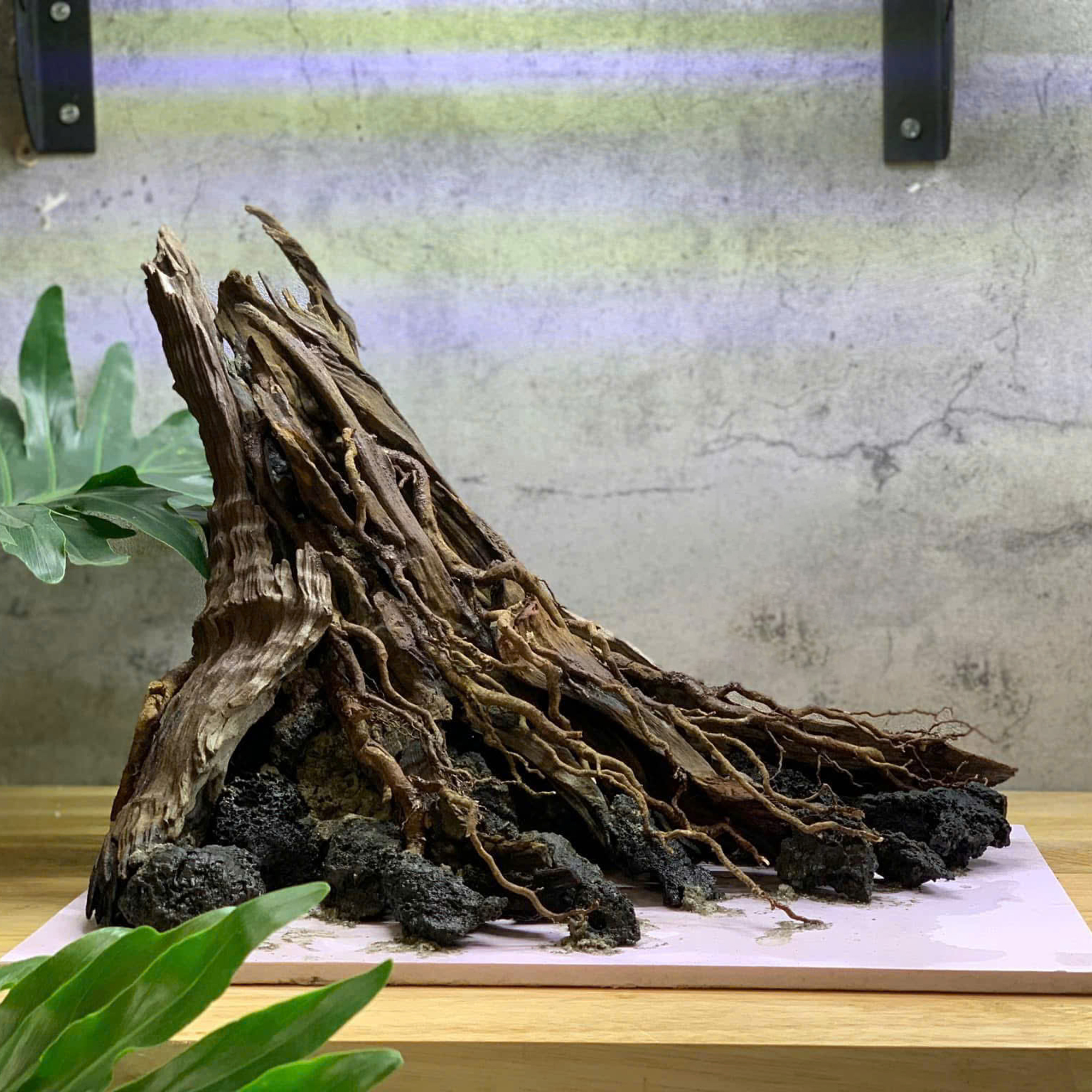Nature Hardscape tree trunk Aquarium,Terrarium - Image 5