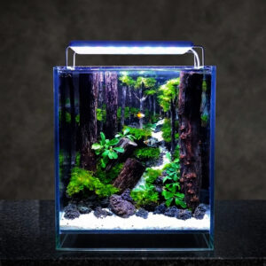 aquascaping