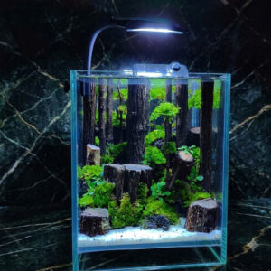 hardscape aquarium
